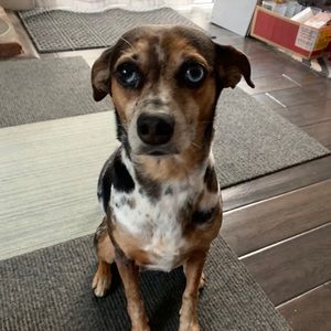 Meet your Posher, Shelly